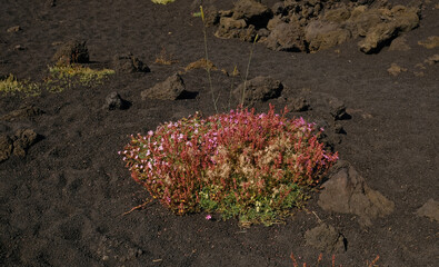 Delicate Silene siculа flowers and green leaves thrives on dark, granular volcanic soil. Plant's resilience and beauty. Unique ecosystems, botany and ability of nature to grow in harsh environments.