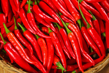 Fresh Red Chili Peppers in Basket - Spicy Sichuan Peppers Freshly Picked Morning Harvest