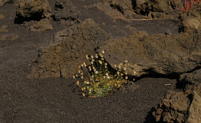Resilient Helichrysum italicum plant, with clusters of yellow-white flowers, thrives in volcanic terrain on solidified lava. Contrast between delicate life and rugged environment, Tenacity.