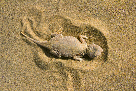 A Phrynocephalus mystaceus, commonly known as a Toad-headed Agama, situated in the Desert National Park, located in Rajasthan's Jaisalmer, India.