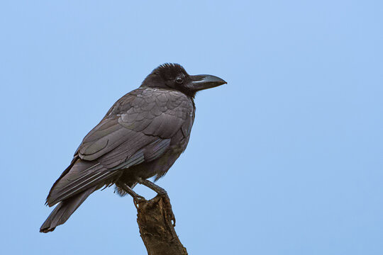 A large-billed crow (Corvus macrorhynchos) observed in Pune, Maharashtra, India.