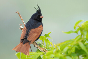 A Crested Bunting (Emberiza lathami), bird species, beautifully captured in its natural habitat in Pune, Maharashtra, India.