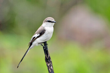 A White-bellied Minivet (Pericrocotus erythropygius), spotted in Pune, Maharashtra, India.