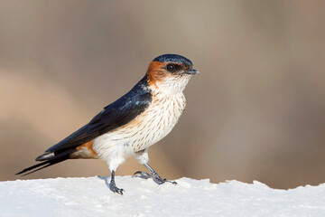 A Red-rumped Swallow (Cecropis daurica) captured in Pune, Maharashtra, India.