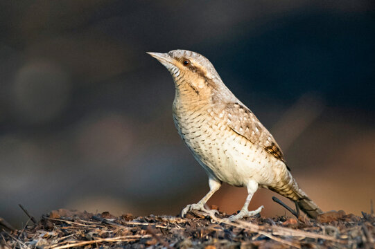 A photograph of a Eurasian Wryneck (Jynx torquilla), captured in the thriving ecosystem of Pune, Maharashtra, India.