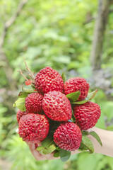 Fresh Red Lychee Fruits in Hand - Tropical Fruit Harvest with Green Leaves
