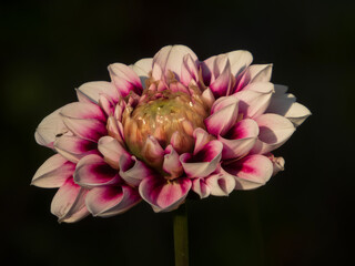 Dramatic Close-Up of a Pink Dahlia Flower