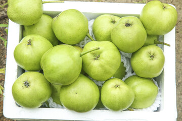 Fresh Shaanxi Pears in Harvest Crate - Green Fruit Crop Picking Agriculture China