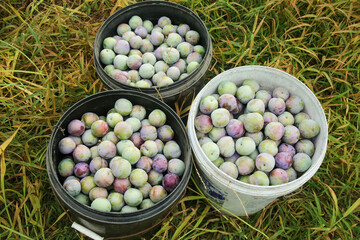 Fresh Picked Plums in Harvest Buckets - Colorful Ripe Fruit Collection from Local Farm