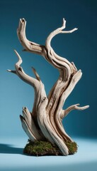 Fototapeta premium Twisted driftwood branch with elegant organic curves and weathered texture, bonsai‑like form on soft blue gradient. Perfect for eco design, art displays, interiors, and World Environment Day visuals.