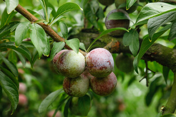 Fresh Red Plums Growing on Tree Branch in Orchard - Ripe Stone Fruit Ready for Picking