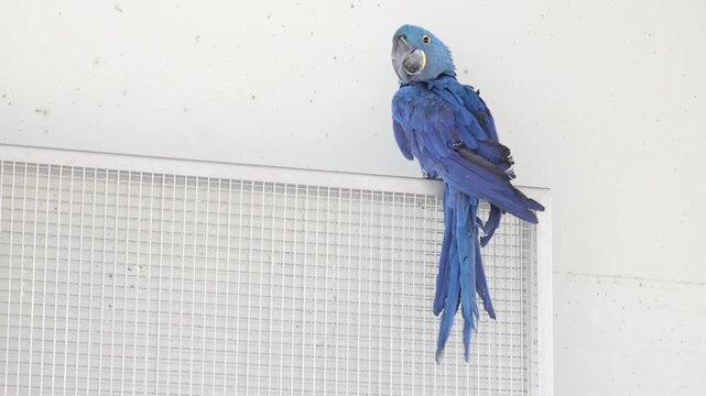 Hyazinthara im Gehege