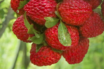 Fresh Red Lychee Fruits Growing on Tree Branch - Tropical Exotic Fruit Crop Ready for Harvest