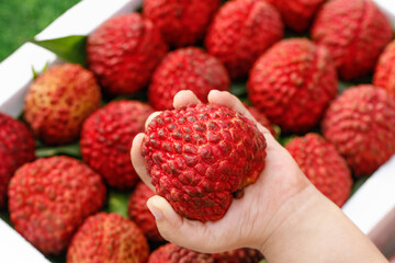 Large Fresh Hainan Lychee Fruit in Hand - Super King Variety from Volcano Soil Crop