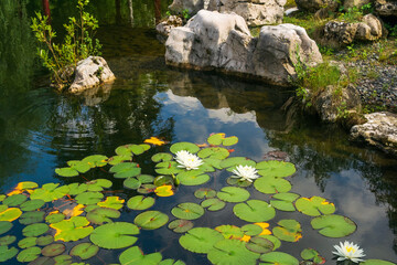 White water lily and leaves in a pond with green grass.