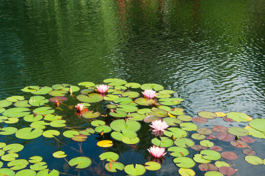 surface of water with pink water lilies