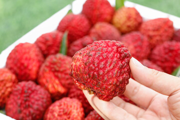 Fresh Lychee Fruit King Crop Showcase - Hand Holding Tropical Exotic Fruit First Harvest
