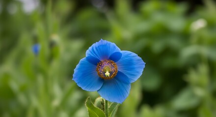 Blue Himalayan Poppy Flower in Bloom.
