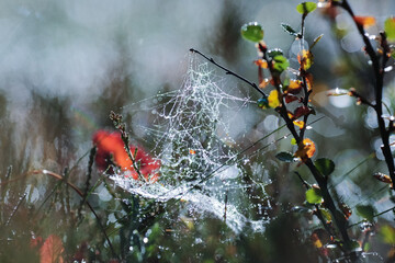 Dew drops on the plants in the autumn