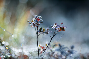 Dew drops on the plants in the autumn