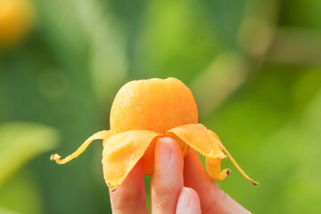 Hand Holding Fresh Peeled Loquat Fruit with Orange Skin Against Green Background