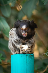 Little monkey eating a piece of banana. National park Horto Florestal.
