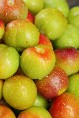 Fresh Ripe Plums with Water Droplets - Colorful Stone Fruit Background