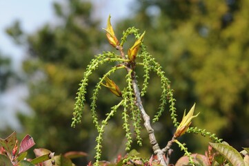 Populus × euramericana, known as Italian poplar, is a large deciduous hybrid tree. Native to...