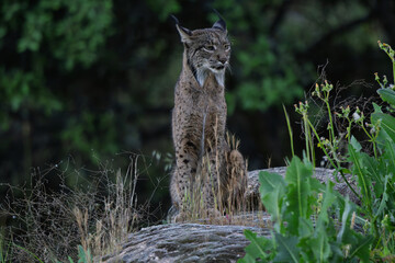 Wild Iberian Lynx Gazing Intently in a Field of Flowers