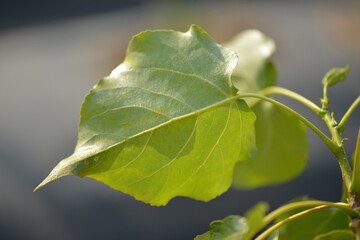 Populus × euramericana, known as Italian poplar, is a large deciduous hybrid tree. Native to...