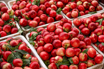 Fresh Red Nectarines in Wooden Crates at Dalian Orchard Market Display