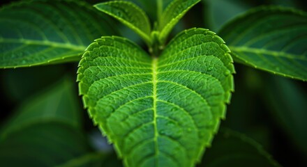 Closeup vibrant green leaf detail