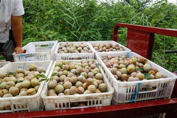 Fresh Gutian Plums from Orchard Harvest in White Crates at Fruit Market