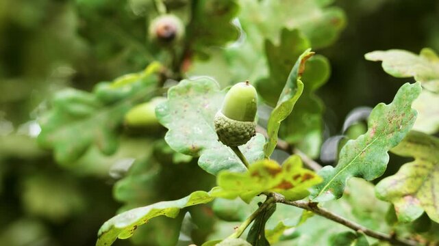 Ripening acorn growing on oak branch with summer leaves in green forest close up
