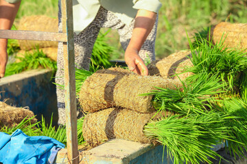 Farmers preparing rice seedling bundles for planting in large paddy fields during cultivation season