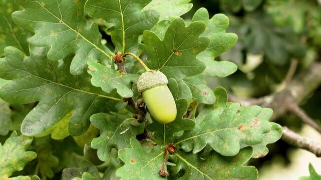 Oak acorn among green foliage on tree branch close up