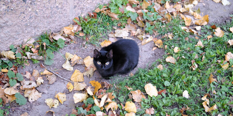 A black cat sits on the ground in autumn surrounded by fallen orange leaves. The approach of the autumn season and cold weather. Caring for animals. Panoramic banner with copy space