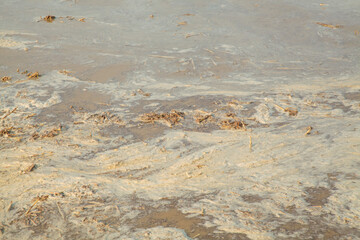 Flooded Rice Field with Crop Residue After Harvest - Rural Farming and Agricultural Land Preparation