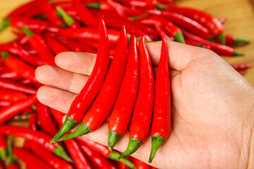 Fresh Red Chili Peppers in Farmer's Hand During Harvest - Hot Spicy Vegetables for Cooking
