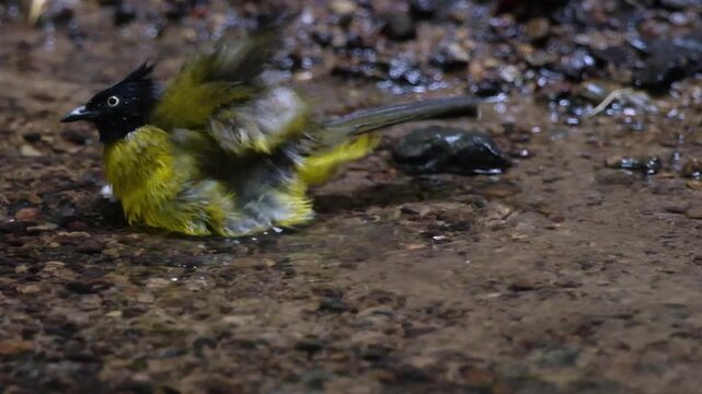 Many species of birds bathe in shallow streams in the tropical rain-forest.