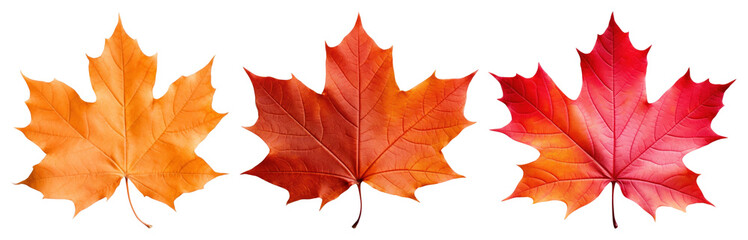 Obraz premium PNG Vibrant autumn maple leaves display, element set on transparent background