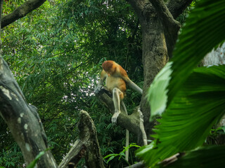 Proboscis monkey male adult sleeping on the tree in the Singapore Zoological Garden. 