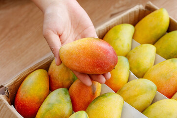 Hand Holding Fresh Hainan Guifei Mango from Basket of Ripe Tropical Fruits