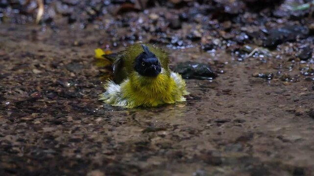 Many species of birds bathe in shallow streams in the tropical rain-forest.