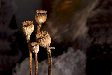 Close-up of brown poppy seed pods. Background provides space for text.