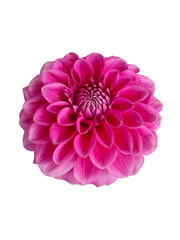 Pink dahlia flower isolated on white background 