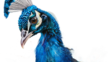 The regal beauty of a vibrant blue peacock's detailed portrait