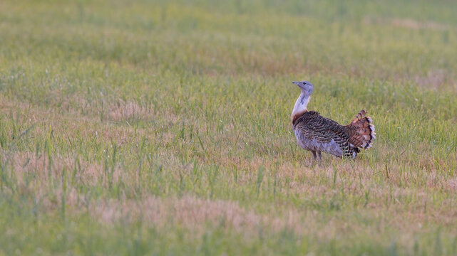 Seltene Gro&szlig;trappe in nat&uuml;rlicher Wiesenlandschaft &ndash; schwerster flugf&auml;higer Vogel Europas, gesch&uuml;tzte Art und faszinierendes Symbol f&uuml;r Naturschutz und Biodiversit&auml;t.