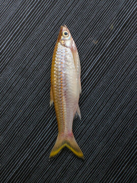 Seluang fish or rasbora fish from Kapuas river isolated on black background