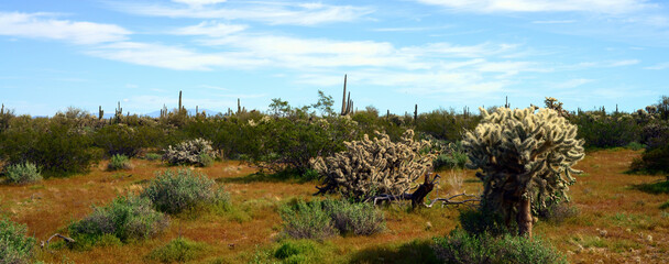 Landscape Sonoran Desert Arizona